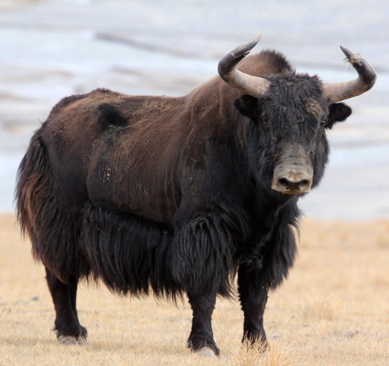 Wild Yak Facts Habitat Diet Behavior And Pictures