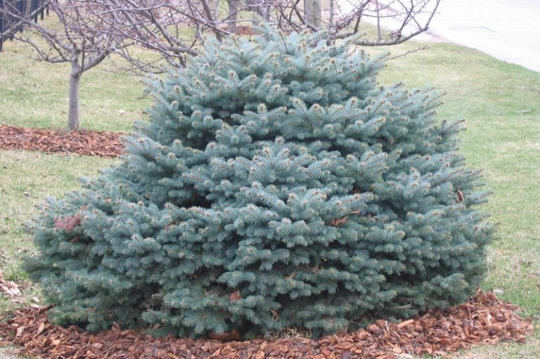 Blue Spruce Facts, distribution,Uses, and Pictures