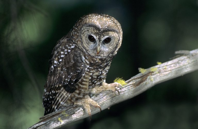 Spotted Owl Facts, Distribution, Habitat, Call, Diet, Pictures