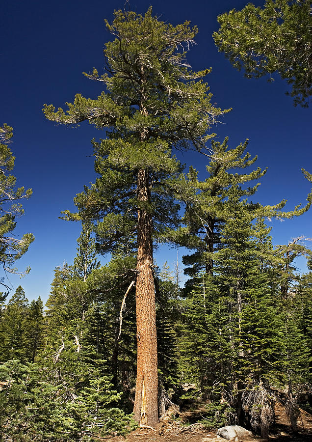 White pine tree - lomilm