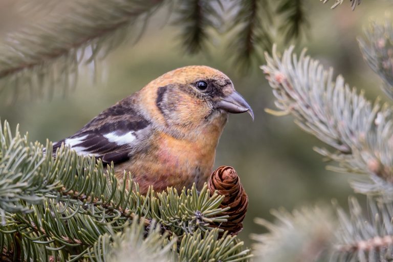 Whitewinged Crossbill Facts, Distribution, Calls, Pictures