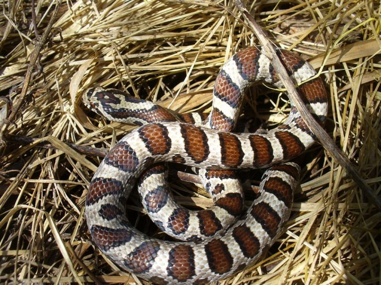 Eastern Milk Snake Facts, Size, Distribution, Habitat, and Pictures