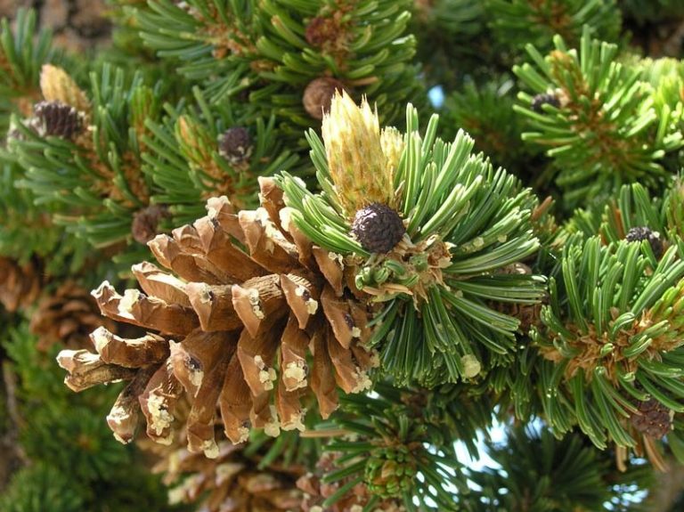 foxtail-pine-facts-distribution-identification-and-pictures