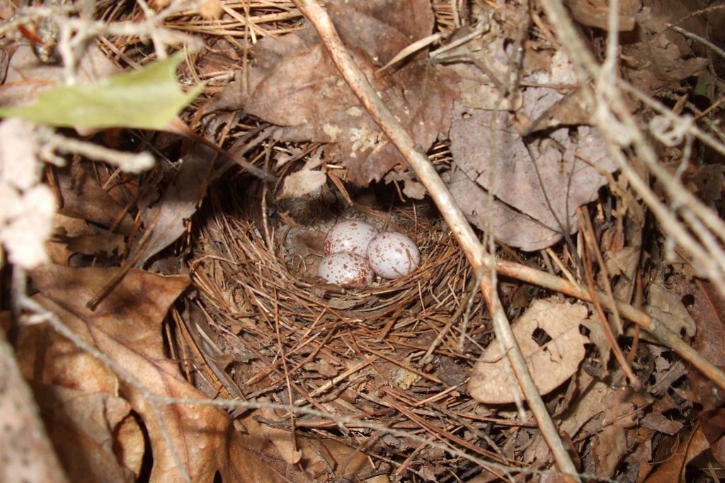 Ovenbird Facts, Distributions, Range,