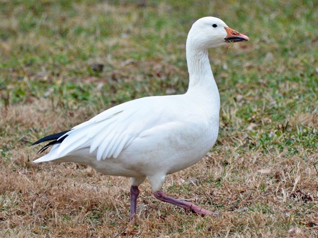 Snow Goose Facts, Distribution, Habitat, Lifespan and Pictures