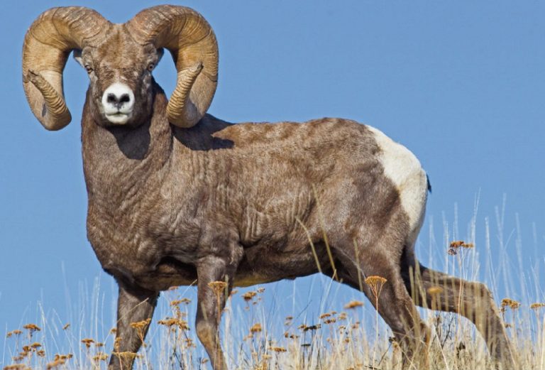 Bighorn Sheep Facts, Distribution and Habitat, Lifespan, Diet, and Pictures