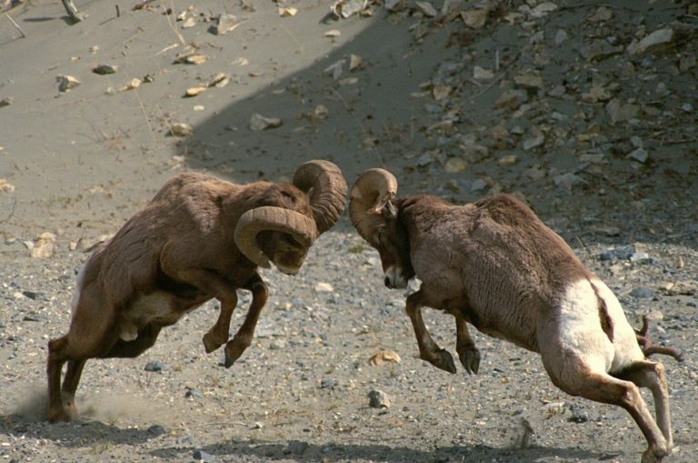 bighorn-sheep-majestic-mountain-dwellers