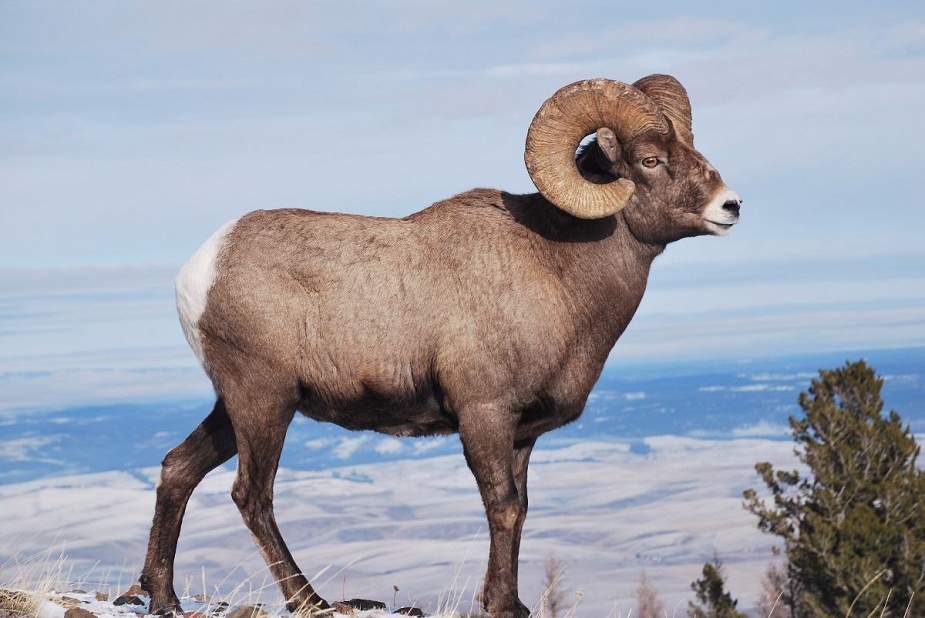Bighorn Sheep Majestic Mountain Dwellers