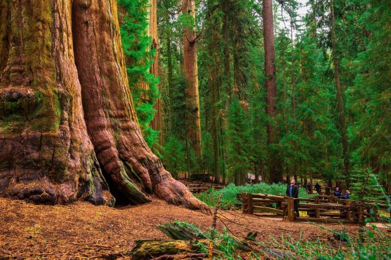 California Redwood Facts, Growth Rates, Distribution, Pictures