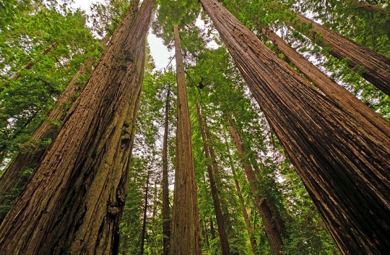 California Redwood Facts, Growth Rates, Distribution, Pictures