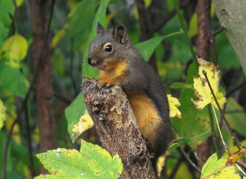 Douglas Squirrel Facts, Distribution, Diet, Lifespan, and