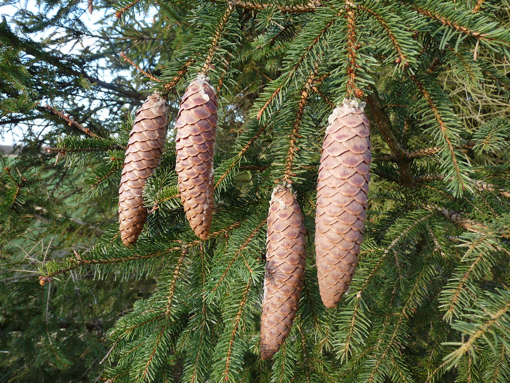 Norway Spruce Facts Growth Rates Diseases Pictures