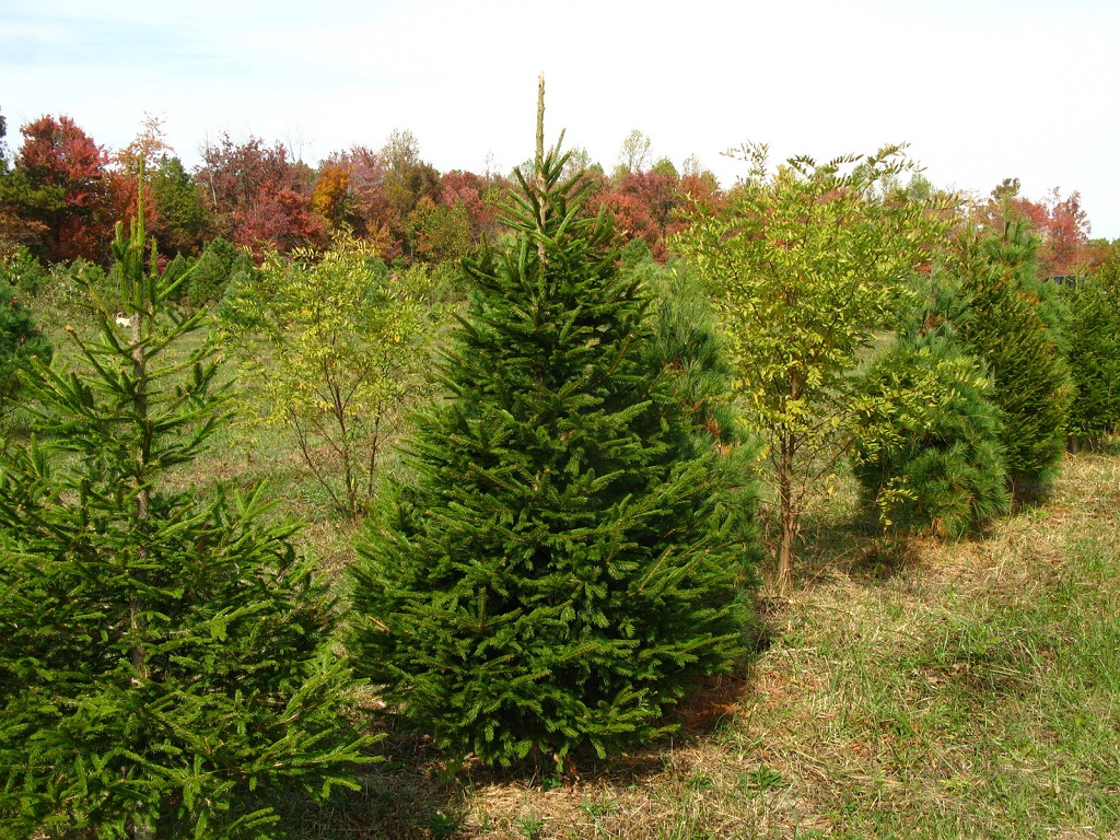 Norway Spruce Facts Growth Rates Diseases Pictures