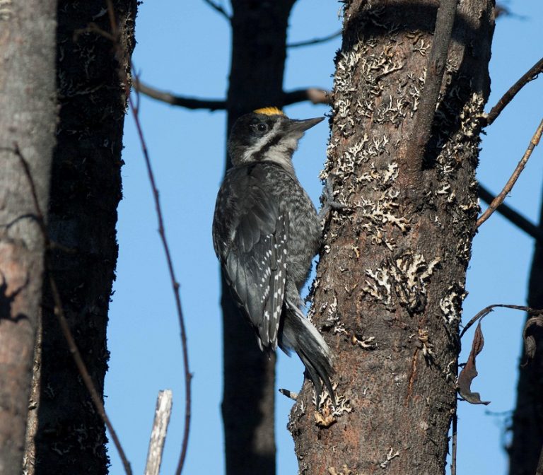 Black-backed Woodpecker Facts, Range and Habitat, Calls, Pictures