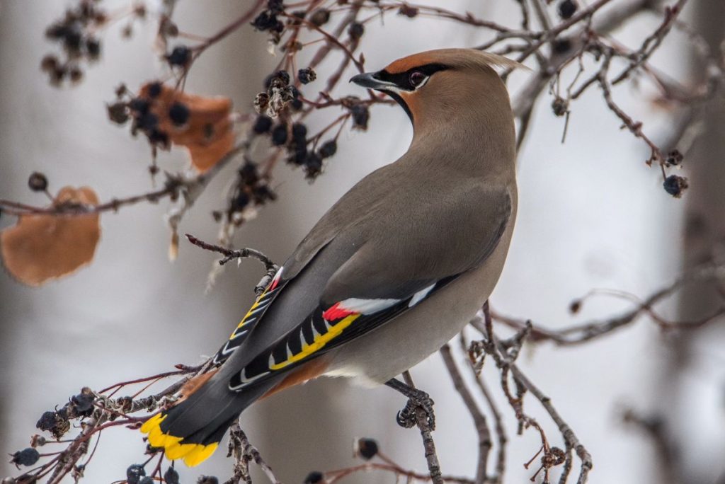 Bohemian Waxwing Facts, Distribution and Range, Diet,Pictures