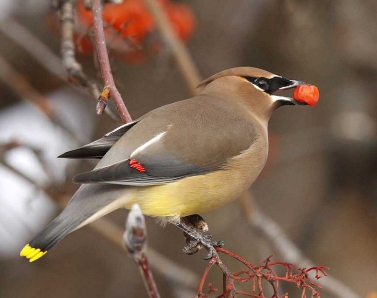 Bohemian Waxwing Facts, Distribution and Range, Diet,Pictures