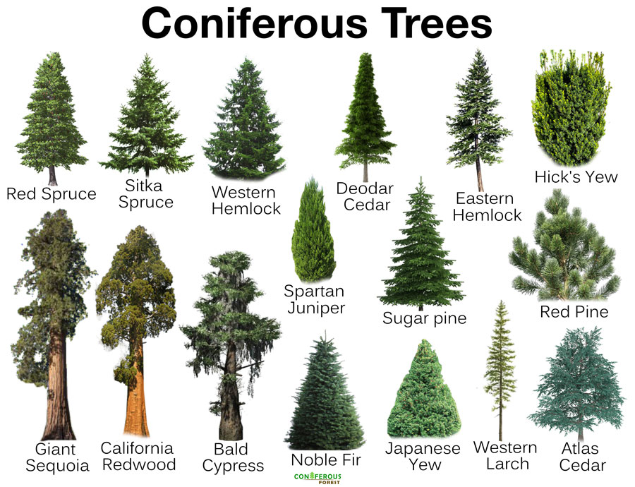Different Types Of Trees With Pictures And Names
