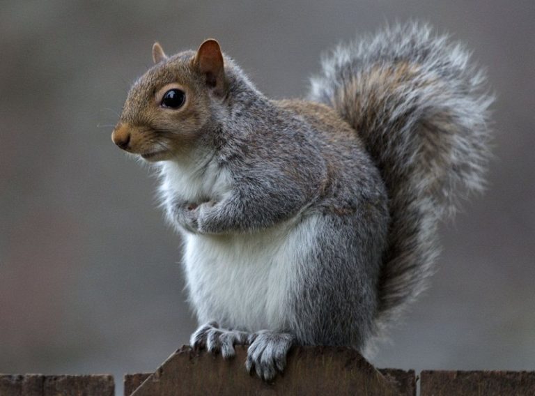 Eastern Gray Squirrel Facts, Range, Diet, Call, Lifespan, & Pictures