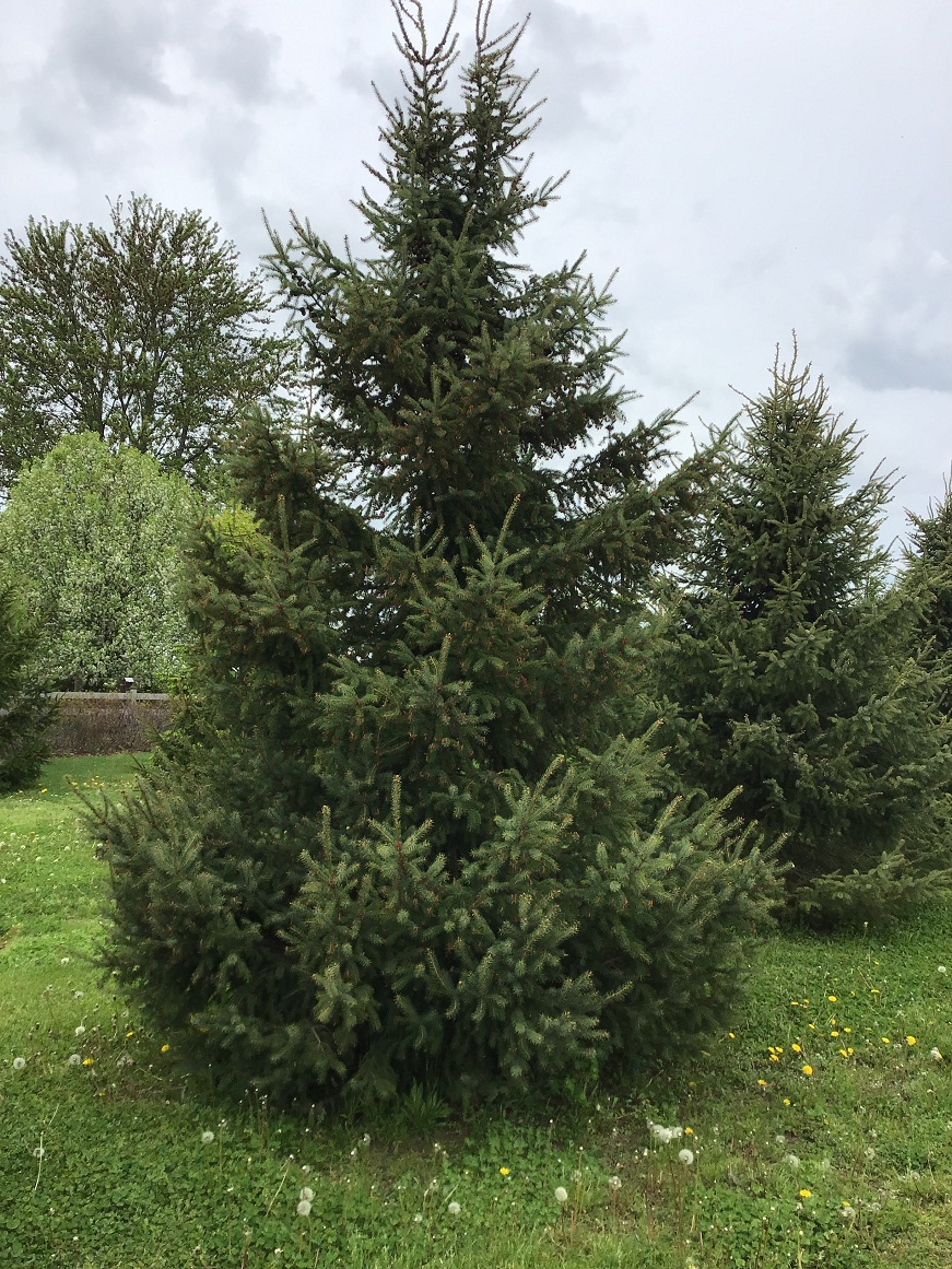 Spruce Tree Facts, Types, Identification, Diseases, Pictures
