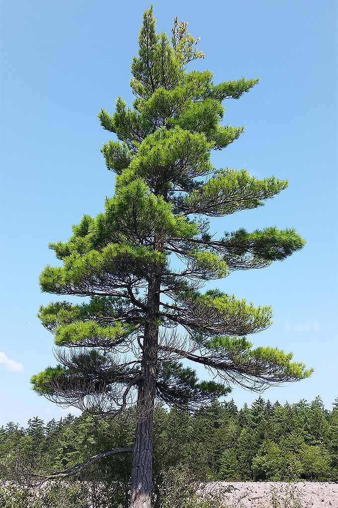 pine trees types fir identification spruce conifers pinetree tree evergreen conifer different cedar hemlock bark growth list yew