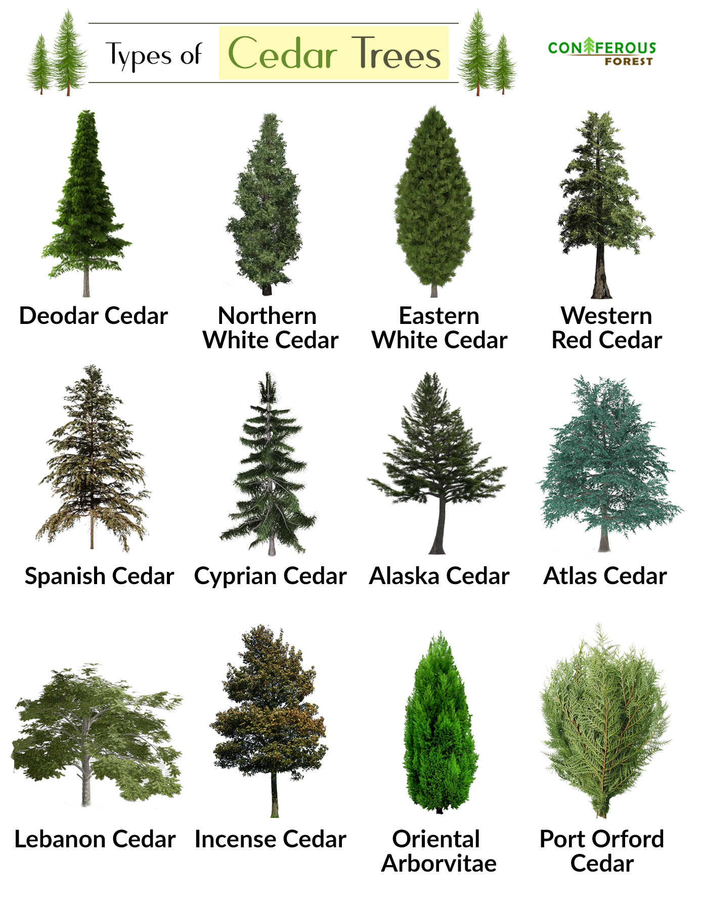 Cedar Tree Facts, Types, Identification, Diseases, Pictures