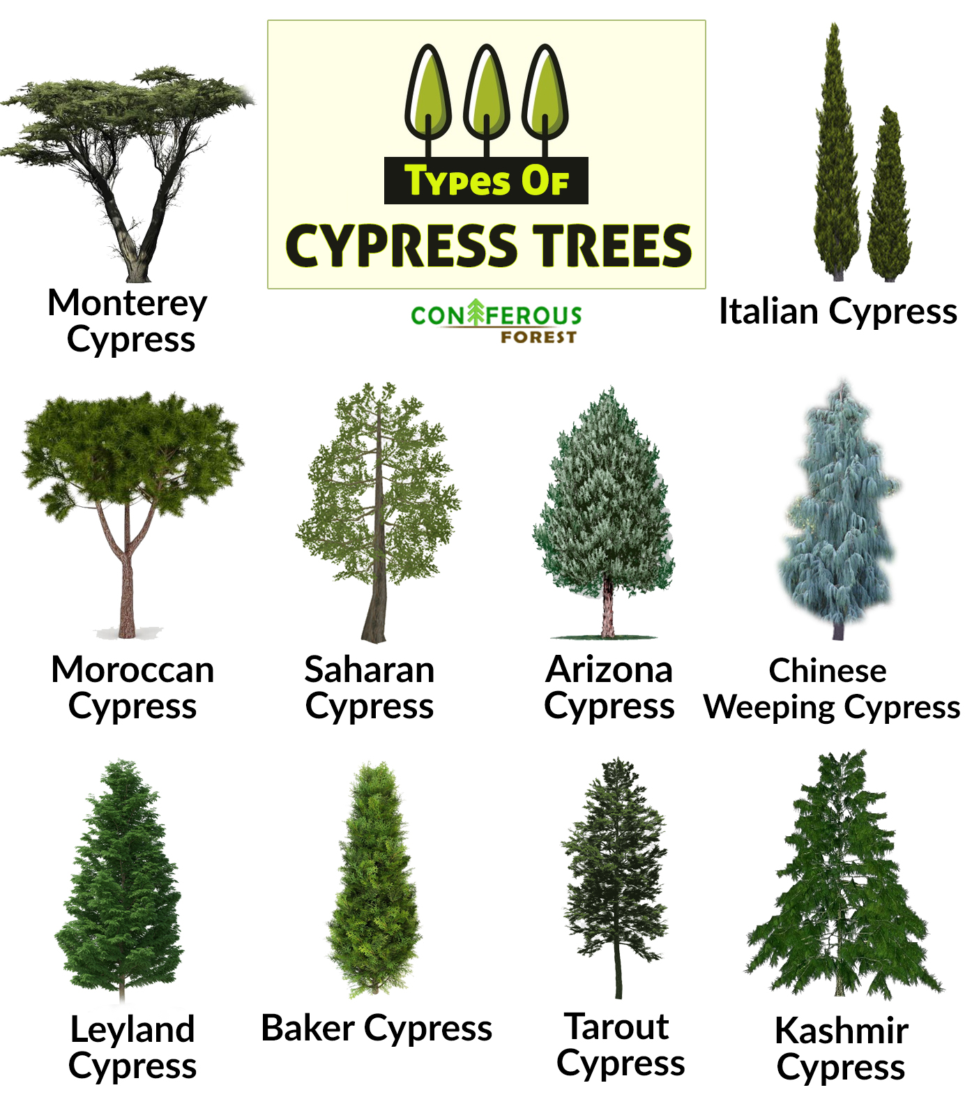 Cypress Tree Facts, Types, Identification, Diseases, Pictures