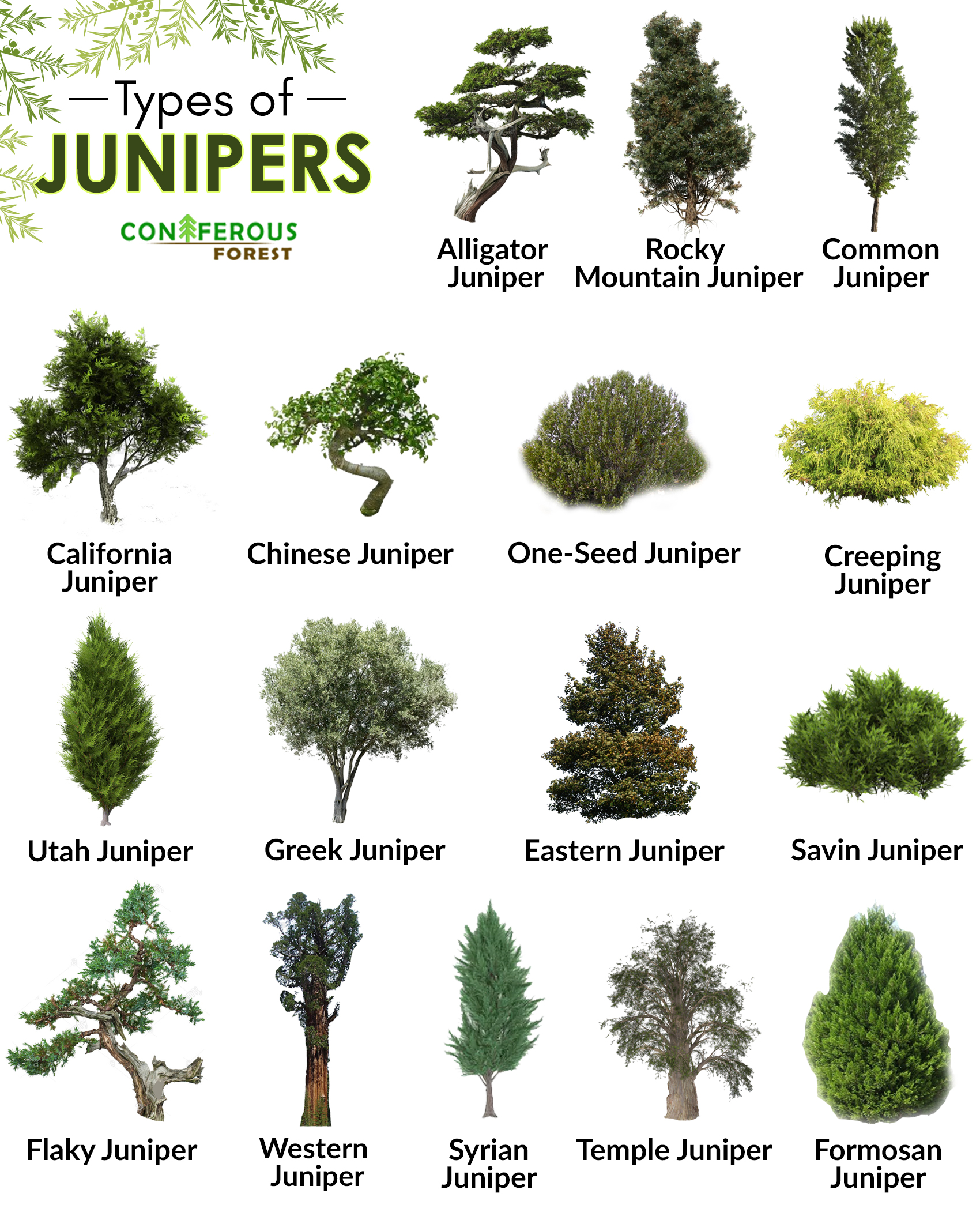 Juniper Tree Facts, Definition, Types, Identification, Pictures
