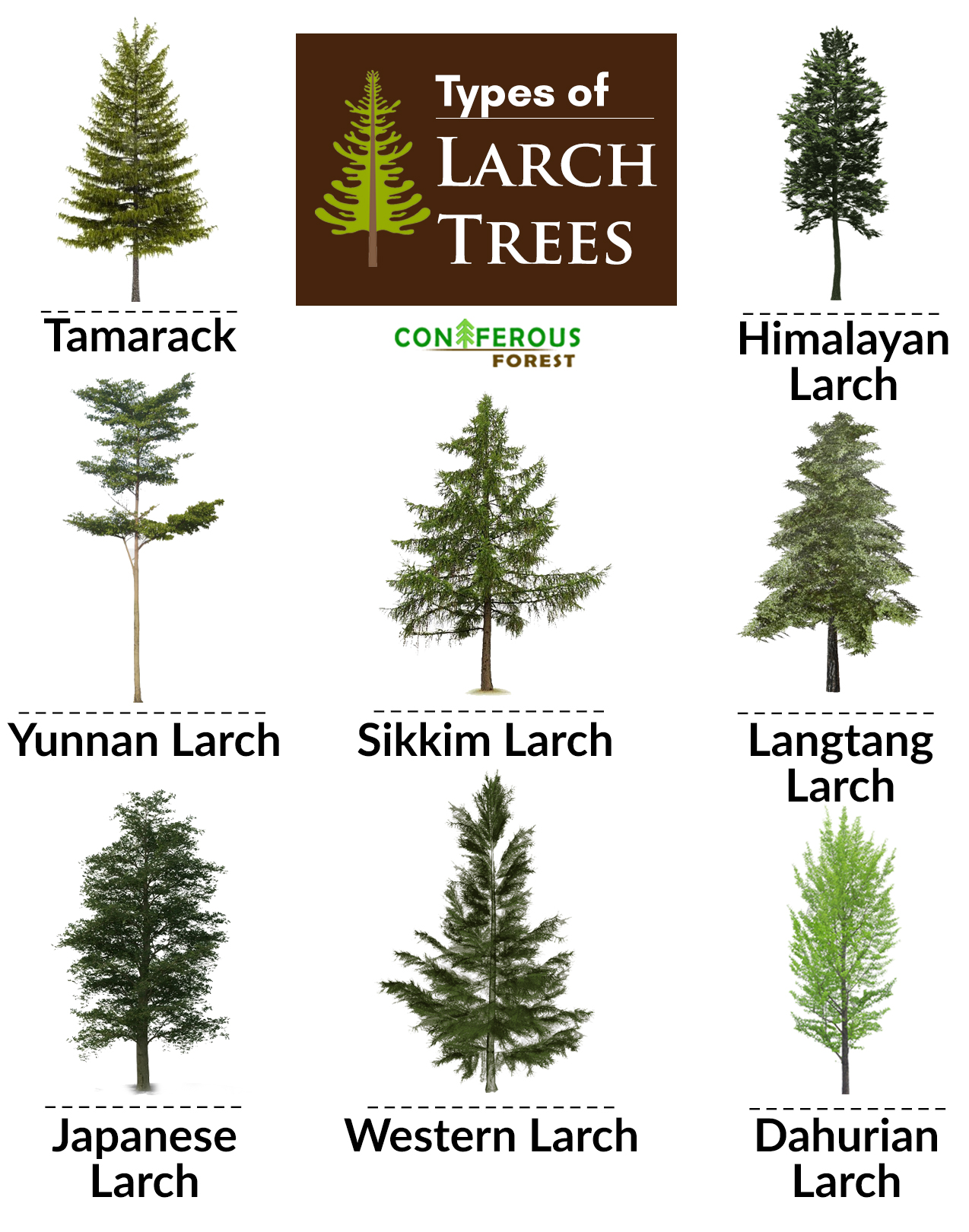 larch trees types tree identification facts