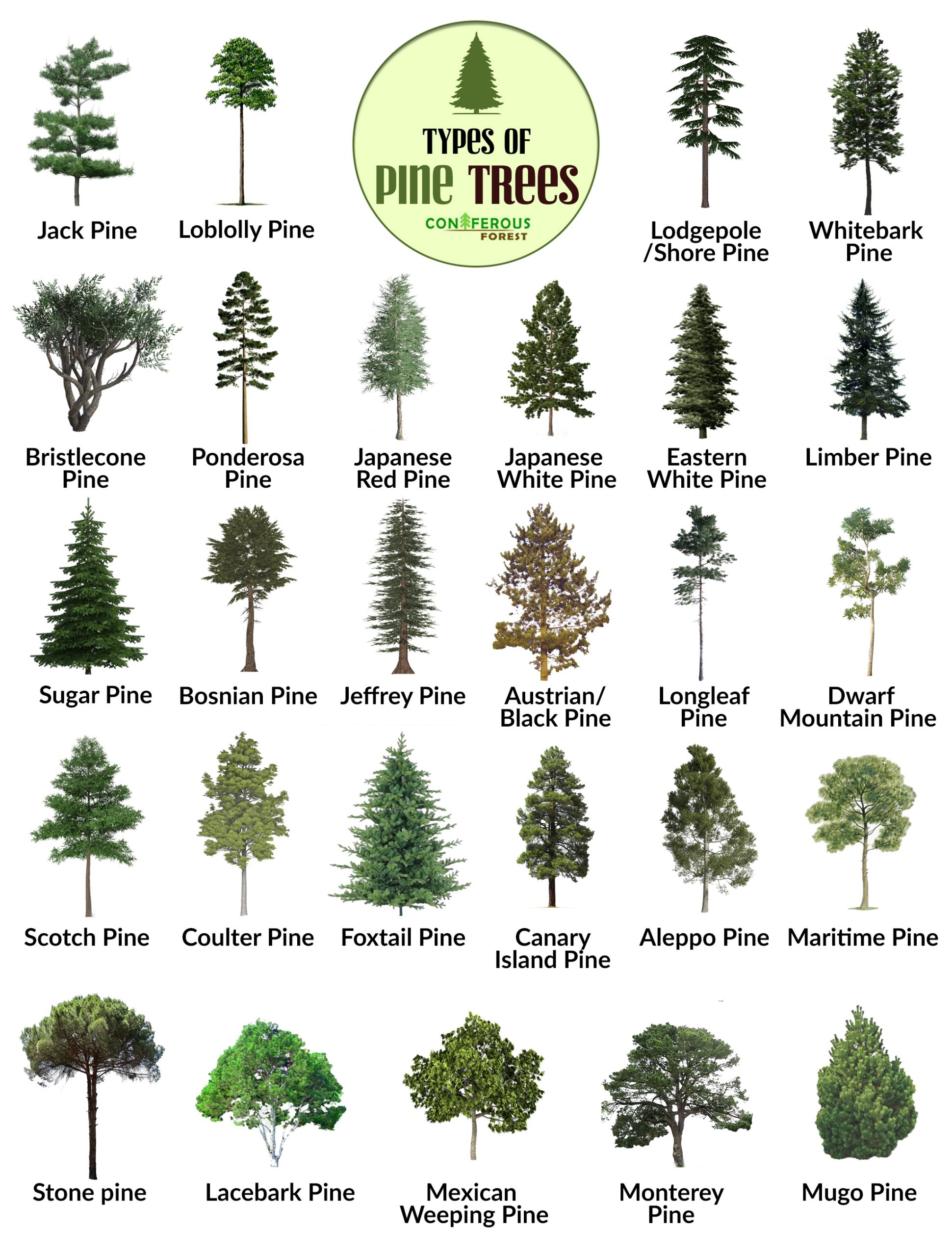 Pine Tree Facts, Types, Identification, Diseases, Pictures