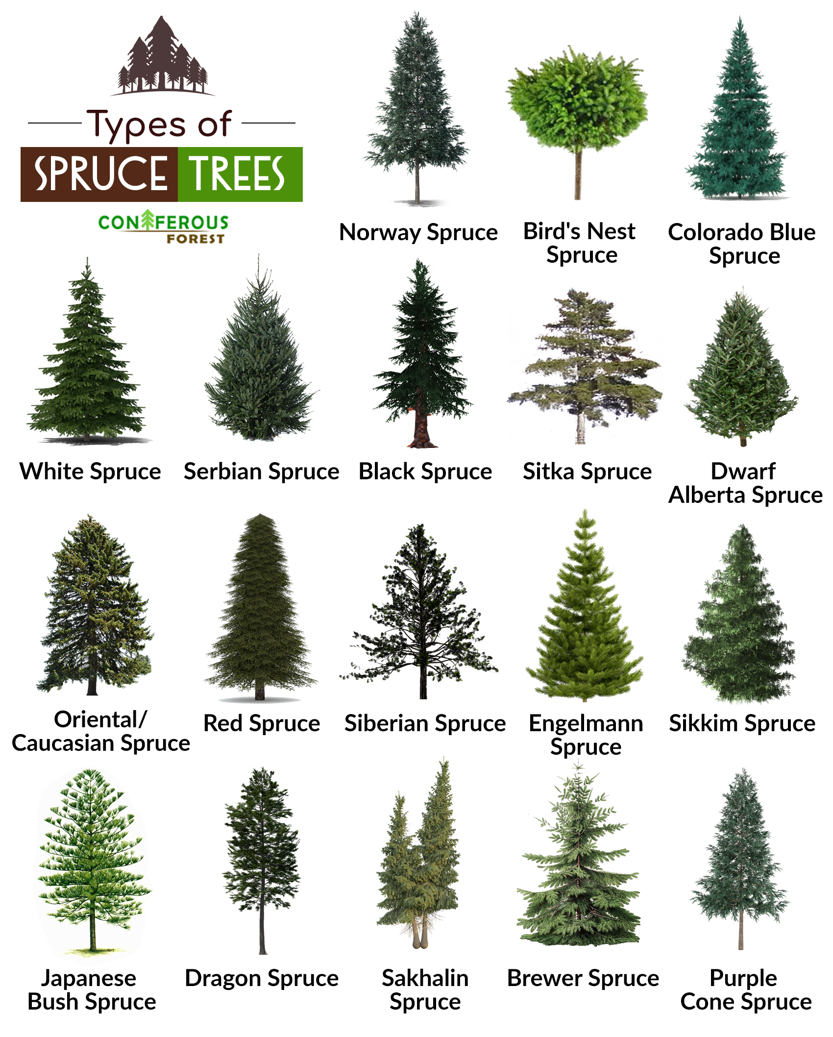 spruce tree facts, types, identification, diseases, pictures