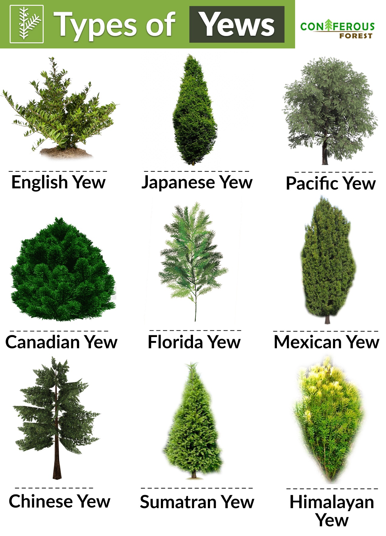 yew tree facts, types, identification, diseases, pictures